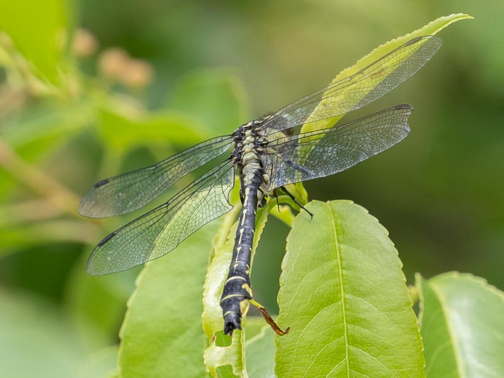 Gomphus vulgatissimus (Common Clubtail) male 4.jpg